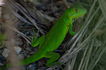 Lizard in nature