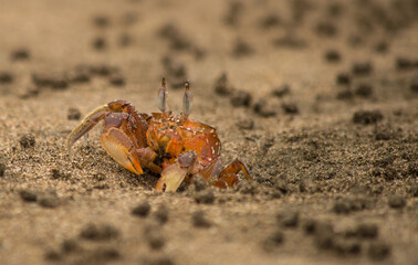 crabs on the beach