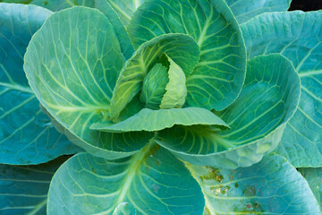 Obraz premium cabbage vegetable food in field garden
