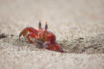 crabs on the beach