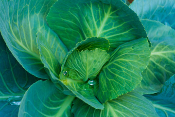 Obraz premium cabbage vegetable food in field garden