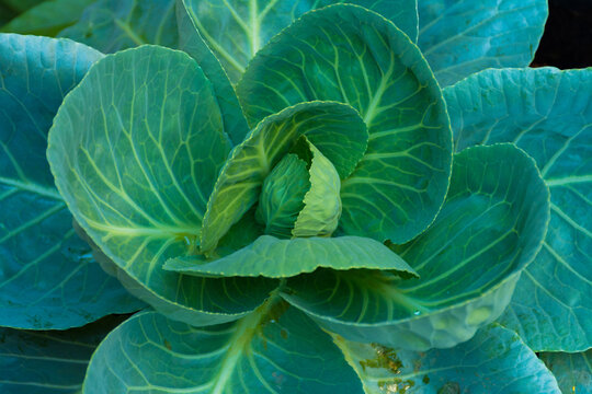 cabbage vegetable food in field garden