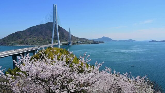 桜と多々羅大橋