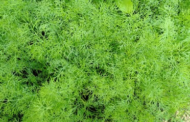 green grass background