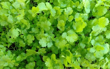 garden coriander
