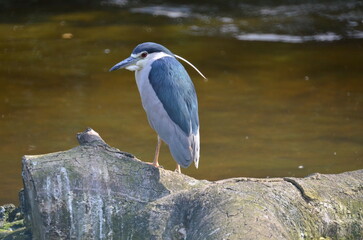 a Black crowned night heron portrait in city park.