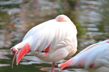 Fototapeta na wymiar Pink flamingo at the zoo, solo flamingo