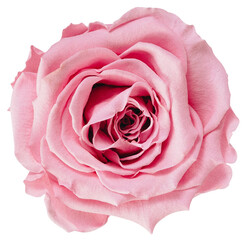 pink rose png - obrazy, fototapety, plakaty