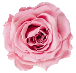 Deurstickers pink rose png © Lifer Man