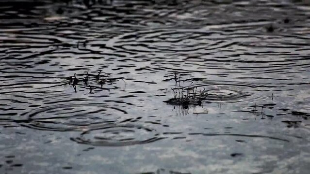 Close-up of raindrops falling on the ground, captured with a telephoto lens. Concentric ripples form on puddles, with small moss plants visible nearby.