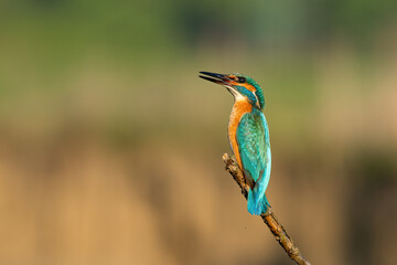Beautiful nature scene with Common kingfisher (Alcedo atthis). Wildlife shot of Common kingfisher (Alcedo atthis) on the branch. Common kingfisher (Alcedo atthis) in the nature habitat.