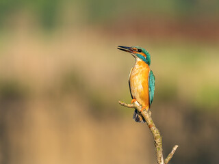 Beautiful nature scene with Common kingfisher (Alcedo atthis). Wildlife shot of Common kingfisher (Alcedo atthis) on the branch. Common kingfisher (Alcedo atthis) in the nature habitat.