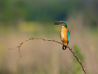 Beautiful nature scene with Common kingfisher (Alcedo atthis). Wildlife shot of Common kingfisher (Alcedo atthis) on the branch. Common kingfisher (Alcedo atthis) in the nature habitat.