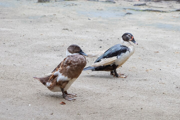 Fototapeta premium Farm ducks resting standing in spring rain. Duck farm