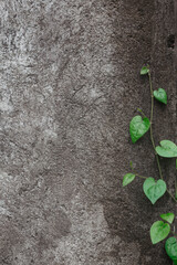 A green twig with leaves against the backdrop of a stylish concrete wall. Natural gray texture of concrete. Creative background for your design