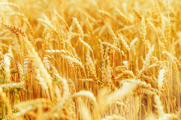Background of ripe ears of wheat on field, sunshine and sunset. Selective focus, blurred copy space. Golden Yellow wheat, autumn harvest in agricultural field. Aesthetic rural landscape