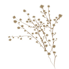 dried flowers detail of a Gipsofila flower tree illustration isolated on PNG white transparent background. 02