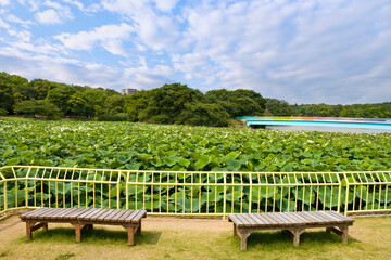 Obraz premium Osaka Nagai Botanical Garden is botanical garden in Higashisumiyoshiku, Osakashi City, Kansai, Japan.