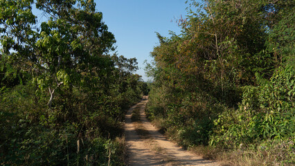 Fototapeta na wymiar Dirt road that leads straight ahead and is surrounded by a green forest. under the blue sky.