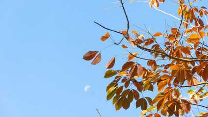Branches and leaves of an orange rubber tree that are about to wilt in the spring. under the blue sky can see blurred of the moon.