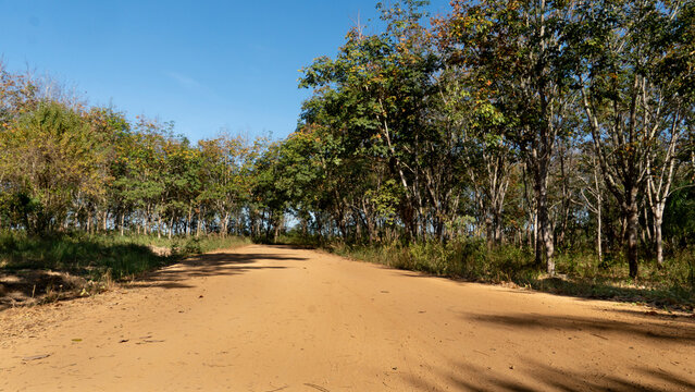 Traffic path of a dirt road that goes straight and curves in front. Beside wtih rubber plantation under the blue sky.