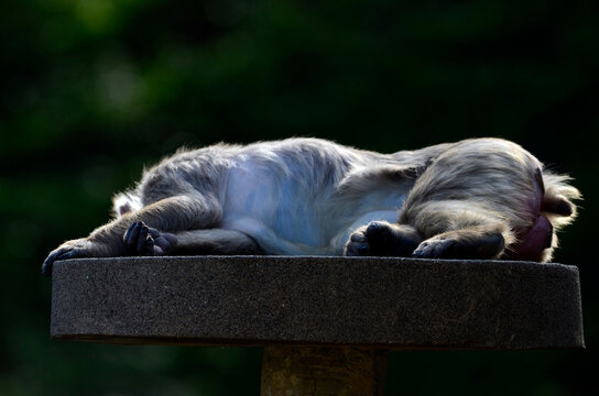 「ニホンザル」の画像 46,297 件の Stock 写真、ベクターおよびビデオ Adobe Stock