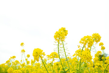 明るい環境の菜の花