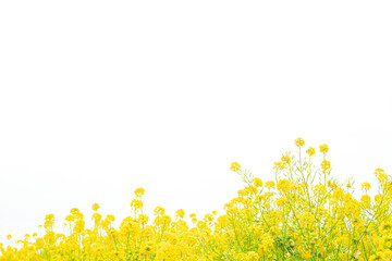明るい環境の菜の花