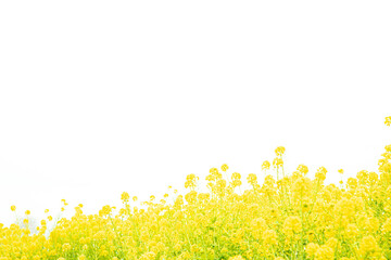 明るい環境の菜の花