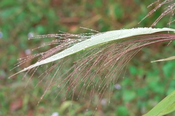 dragonfly on the grass