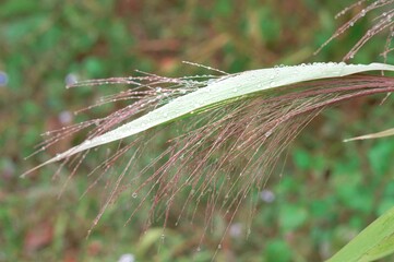 dragonfly on the grass