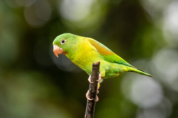 Ein Tovisittich klettert in der Seitenansicht an einem Ast in Costa Rica