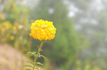 yellow flowers in the garden