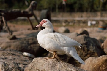 duck in the water