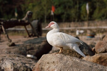 white duck in the wild