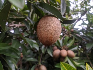 Manilkara zapota or sawo manila on tree