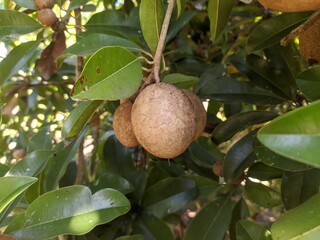 Manilkara zapota fruit on the tree