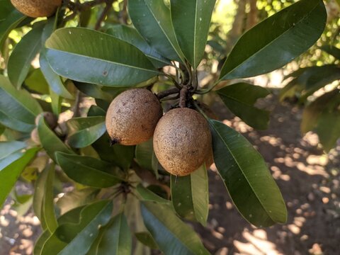 Manilkara zapota (Sawo Manila) on tree