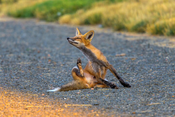 Playful Young Red Fox - A cute young Red Fox playing at middle of a hiking trail on a bright Autumn evening. North Table Mountain, Denver-Golden-Arvada, Colorado, USA.