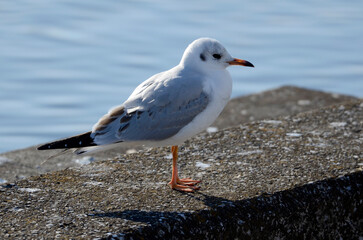 Fototapeta premium ユリカモメ