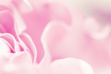 Fototapeta premium Pink pale rose flower petals, soft focus. Macro flowers backdrop