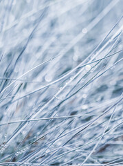 Blue white background of ornamental grass with water drops. Soft focus
