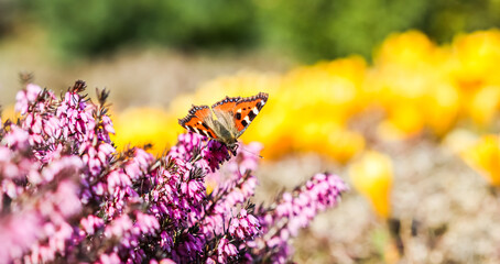 Butterfly on pink Erica Carnea flowers in early spring