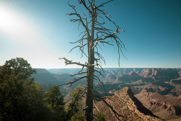 Dry tree on death valley. Landscape Canyon national park. Red rocks canyon in Utah.