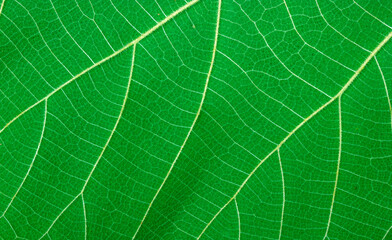 nature green leaf texture