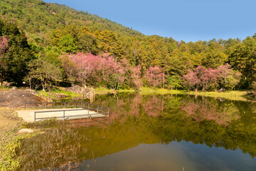 Fototapeta na wymiar Sakura or Cherry Blossom at Doi Inthanon National Park in Chiang Mai, Thailand.