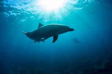 dolphins underwater