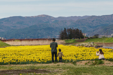 field of yellow daffodils by the river in Suwa, Nagano, Japan