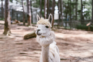 Portrait of funny lama with fringe in zoo