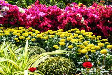 Tagetes erecta, the Aztec marigold or Mexican marigold flowers growing as decor for Tet Lunar New Year in Vietnam